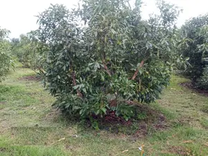 Avocado Drip Irrigation Kit for 1 Acre