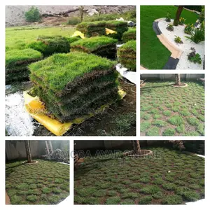 Natural Grass and Hybrid Natural Grass Carpet