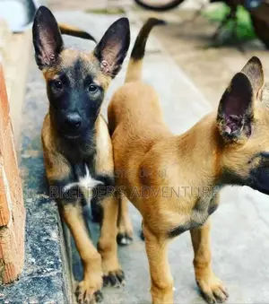 1-3 Months Male Purebred Belgian Malinois