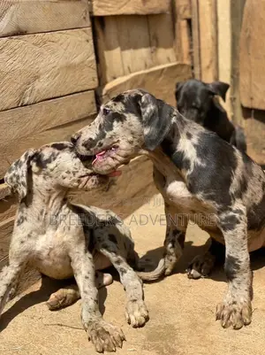 1-3 Months Male Purebred Great Dane
