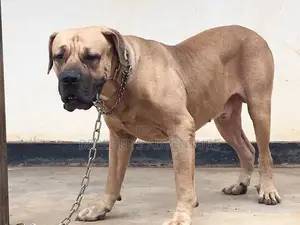 6-12 Months Male Purebred Boerboel