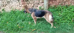 6-12 Months Female Purebred German Shepherd