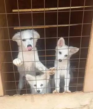 1-3 Months Male Purebred Japanese Spitz