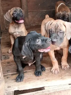 1-3 Months Male Purebred Boerboel