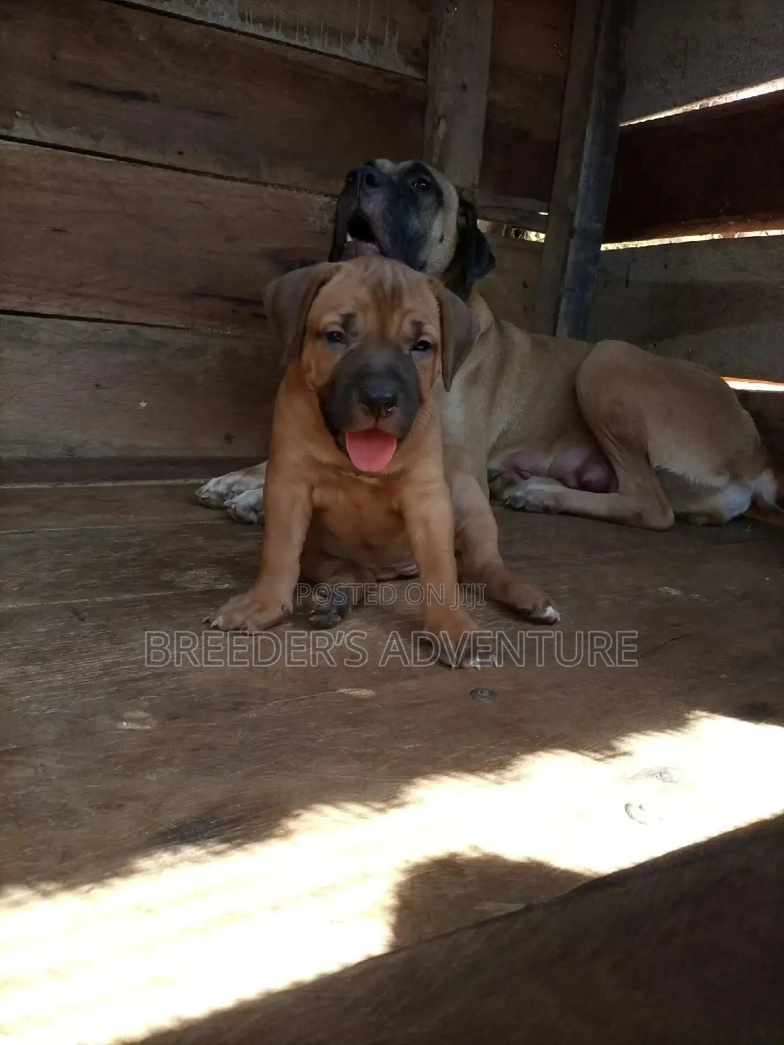 1-3 Months Male Purebred Boerboel