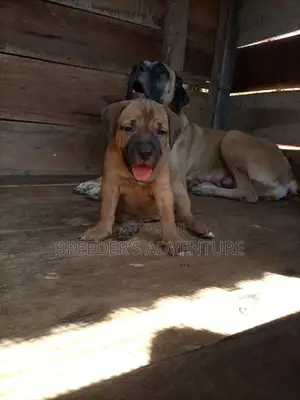 1-3 Months Male Purebred Boerboel