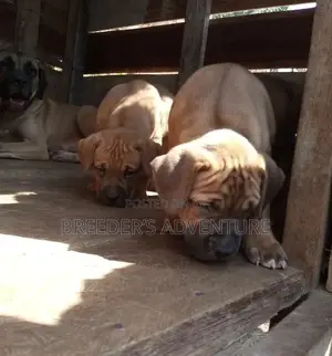 1-3 Months Male Purebred Boerboel