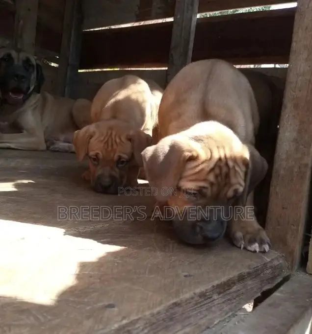 1-3 Months Male Purebred Boerboel