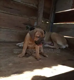 1-3 Months Male Purebred Boerboel