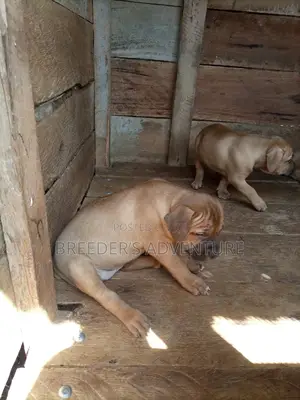1-3 Months Female Purebred Boerboel