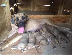1-3 Months Male Purebred Boerboel