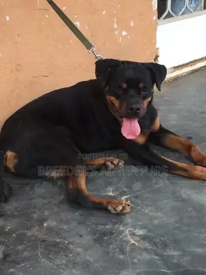 6-12 Months Male Purebred Rottweiler