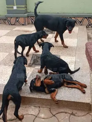 1-3 Months Male Purebred Rottweiler