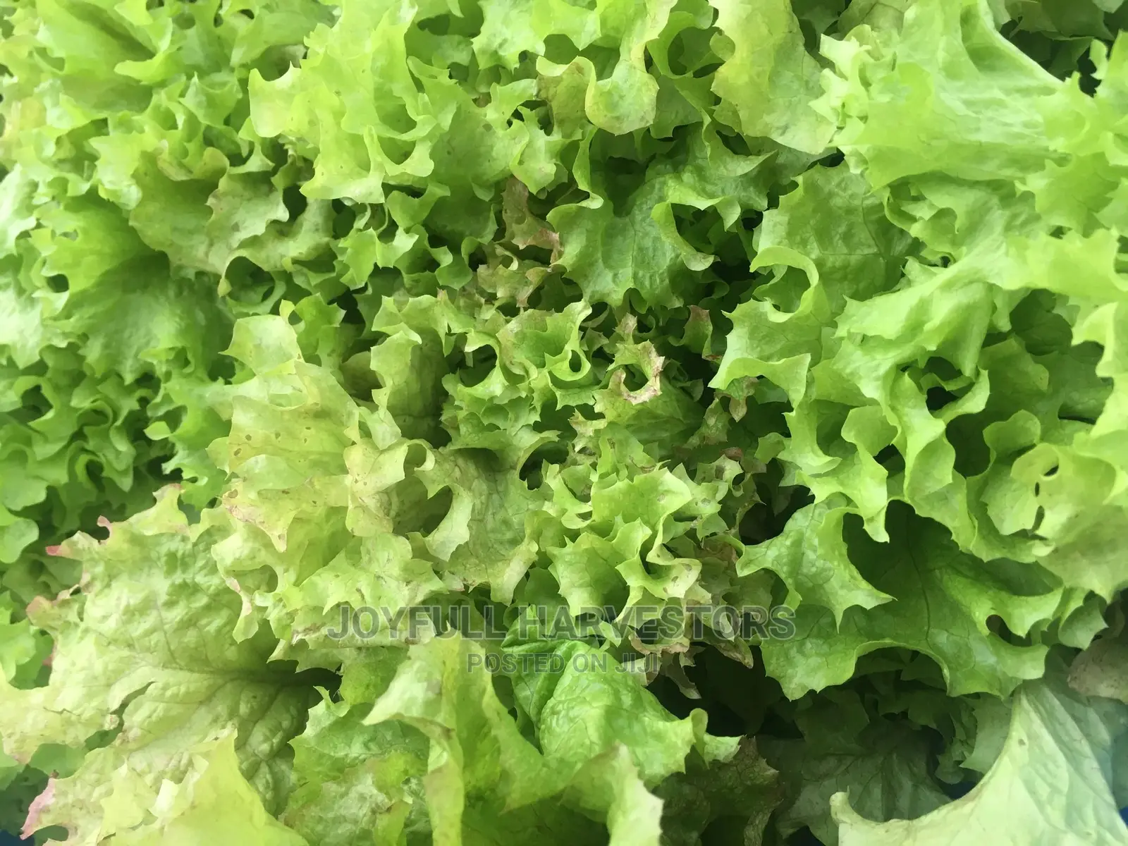 Organic Lettuce