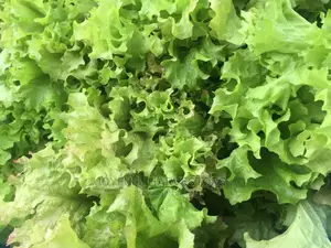 Organic Lettuce