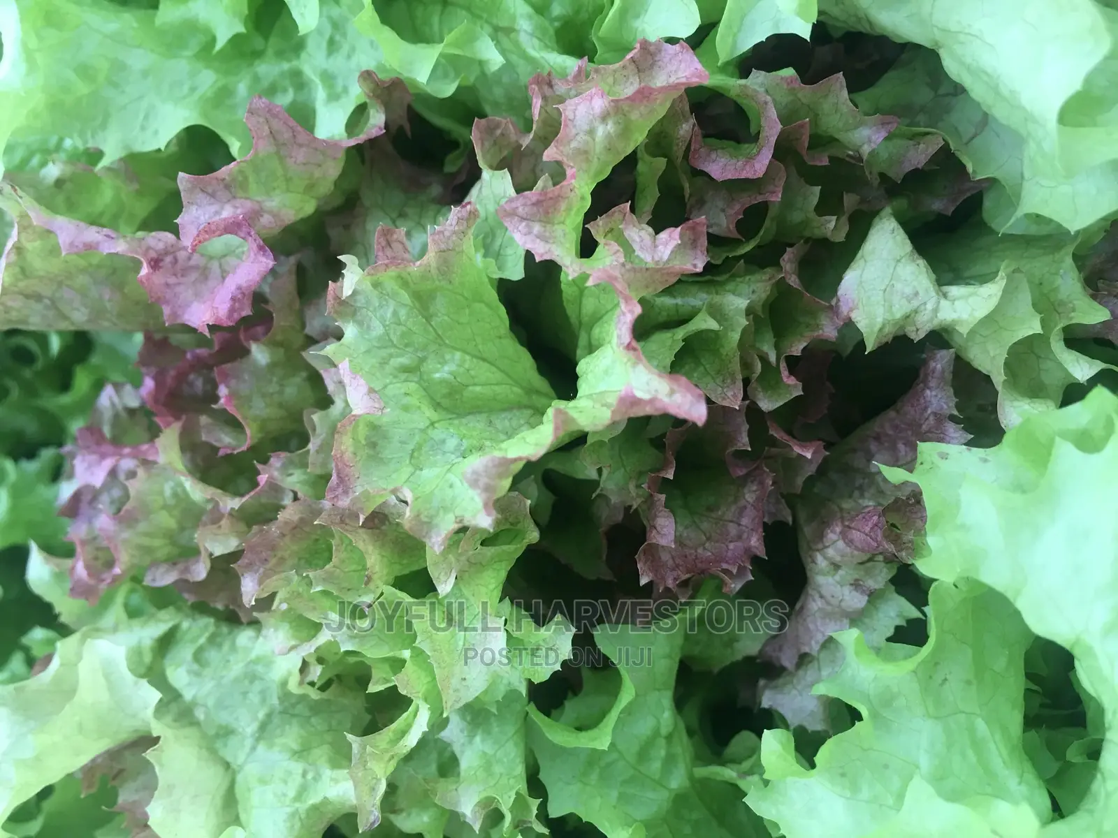 Organic Lettuce