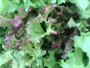 Organic Lettuce