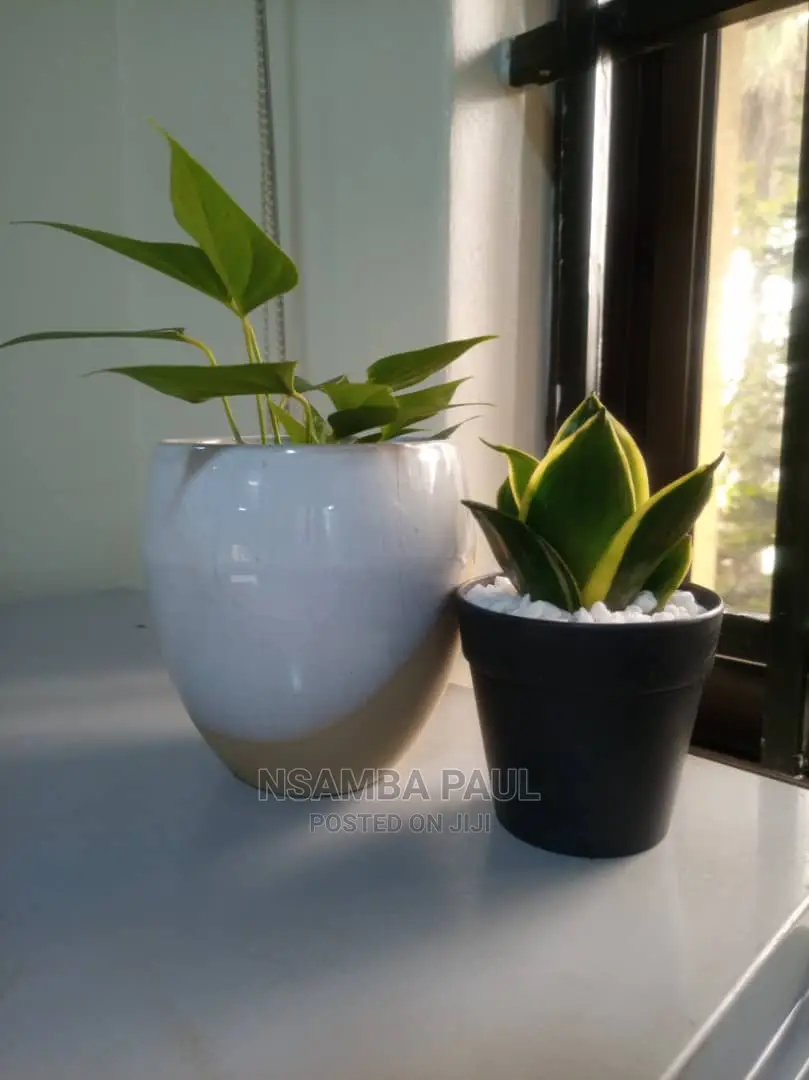 Zz Plants Available
