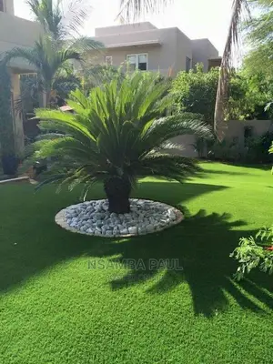 Zz Plants Available