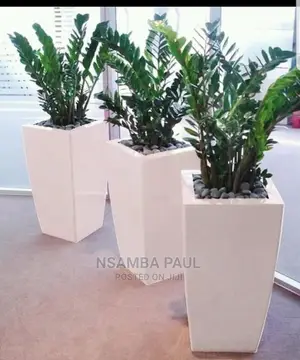 Zz Plants Available