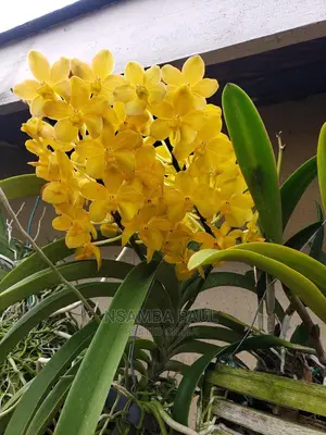 Zz Plants Available