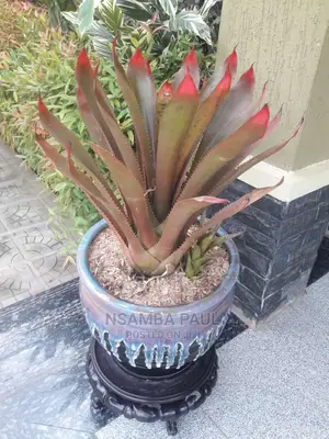 Zz Plants Available