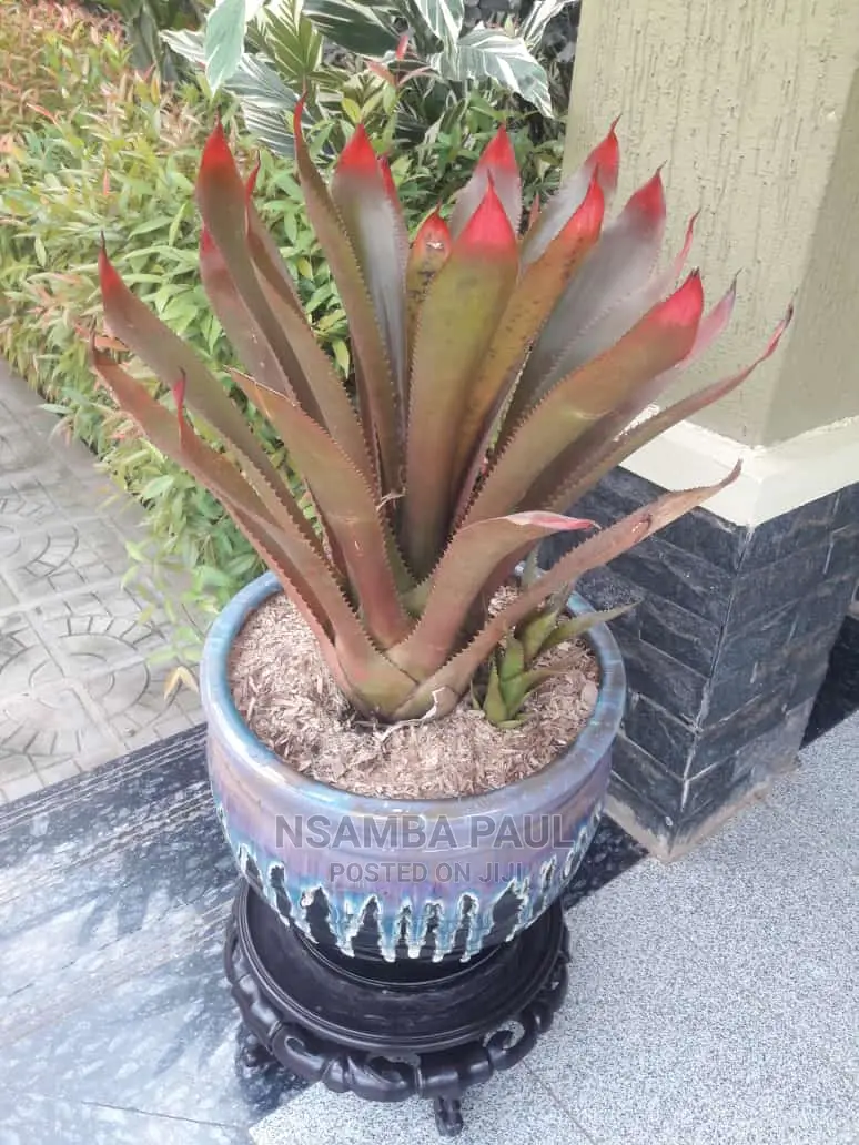Zz Plants Available