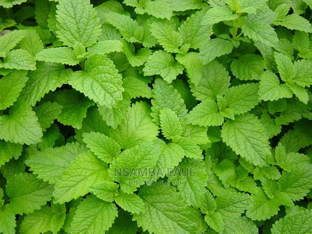 Herbs and Spices