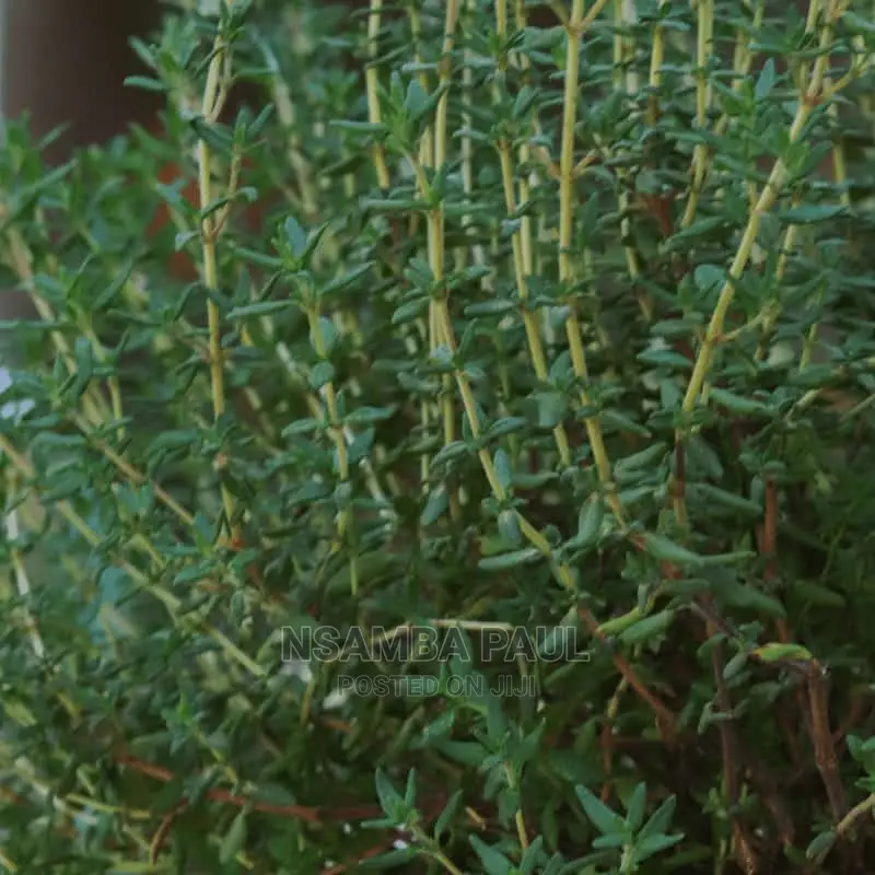 Herbs and Spices