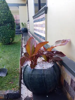 Flowers Pots