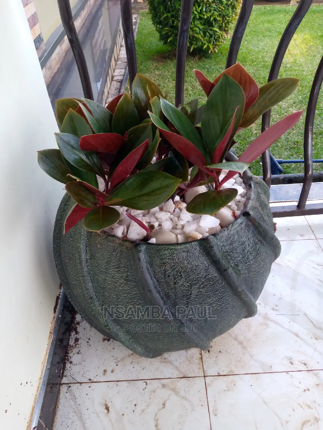 Flowers Pots