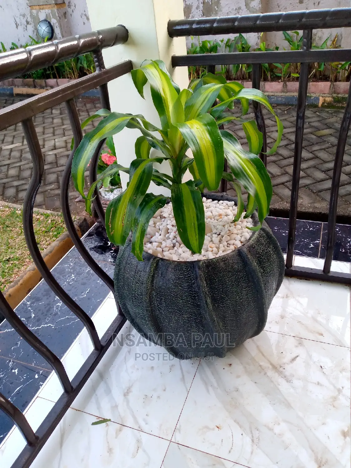 Flowers Pots