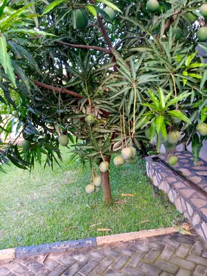Apple Mango