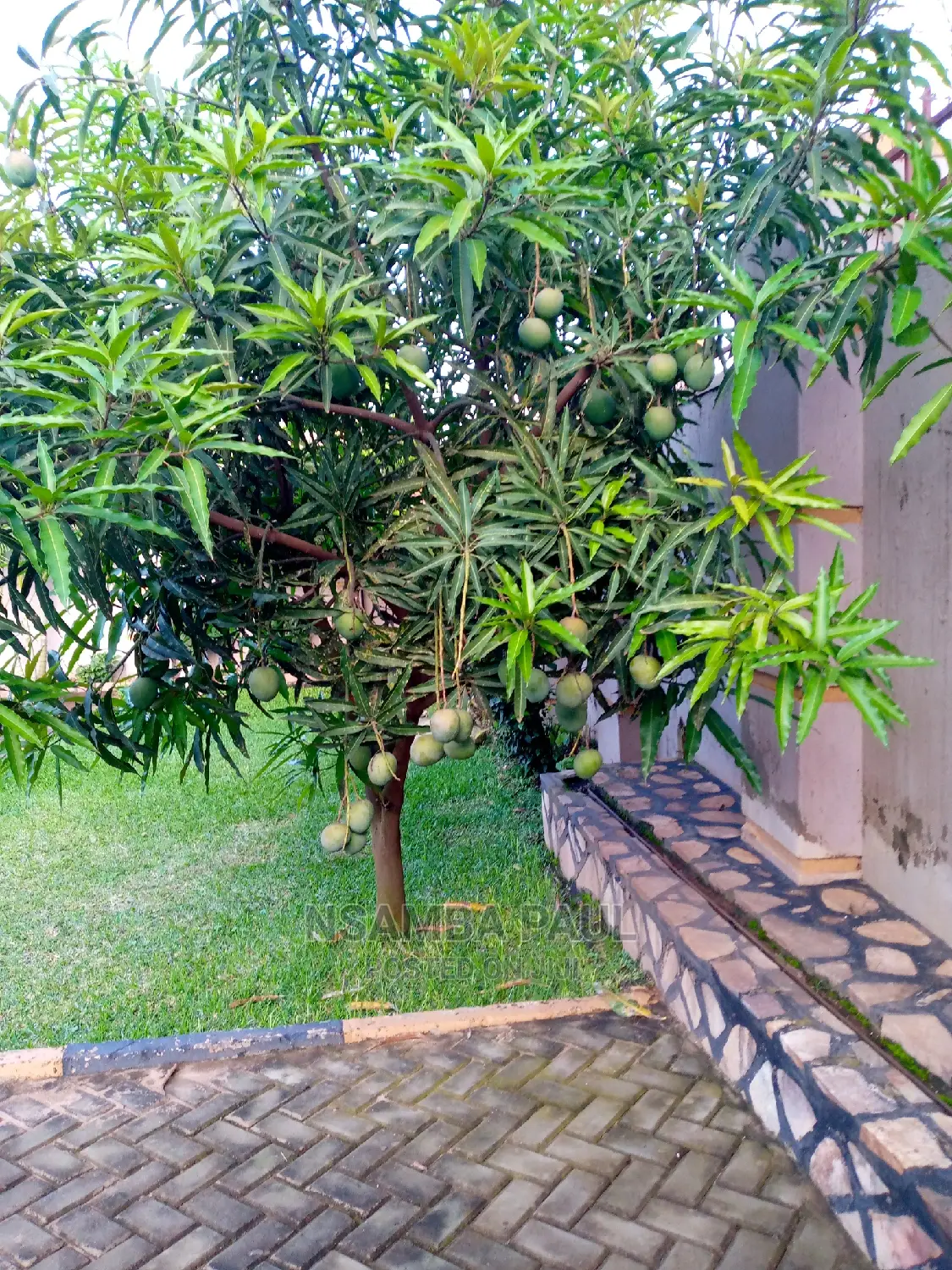 Apple Mango