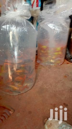 Healthy Fish At Aqua Our Shop