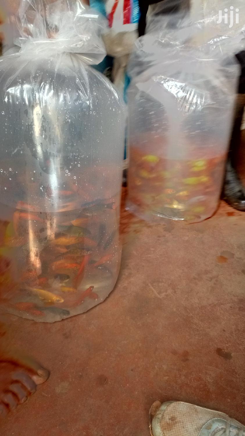 Healthy Fish At Aqua Our Shop