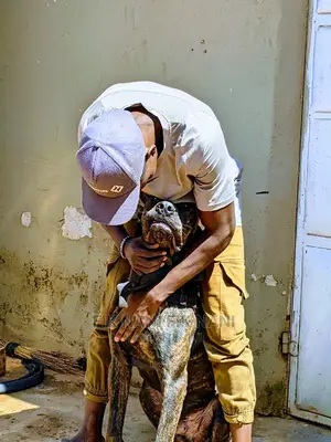 Dog Training