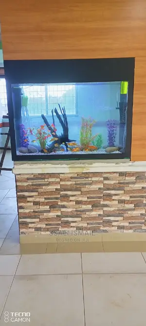 Crystal Clear Water and a Bog Wood in Middle