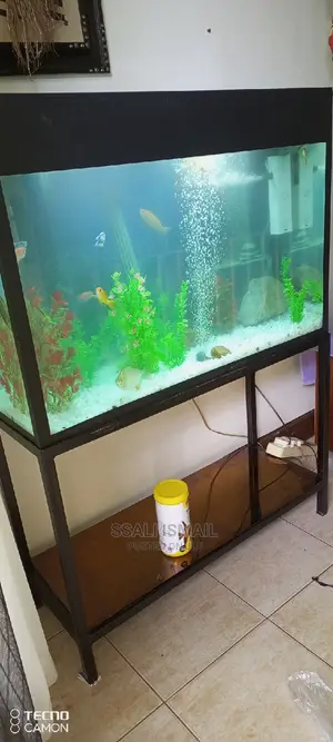 The Best Aquarium With Nice Interior