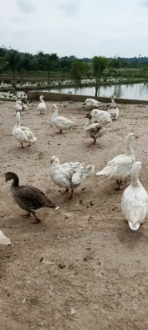 Geese for Home Security in Mature Size