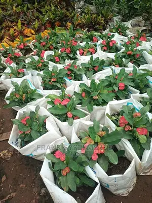 Gardening and Flowering 