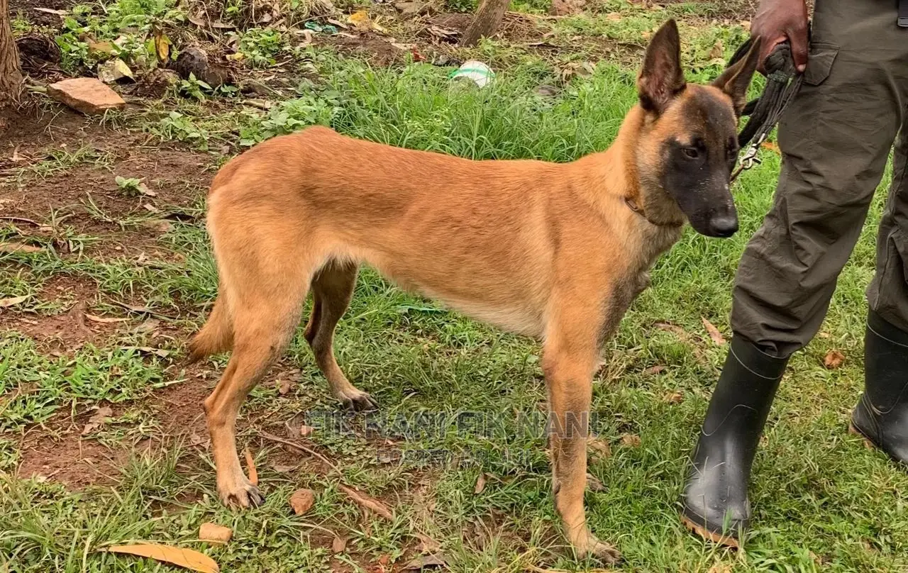 Dog Trainer
