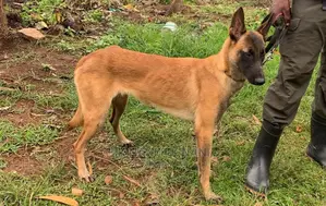 Dog Trainer