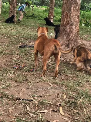 Dog Trainer