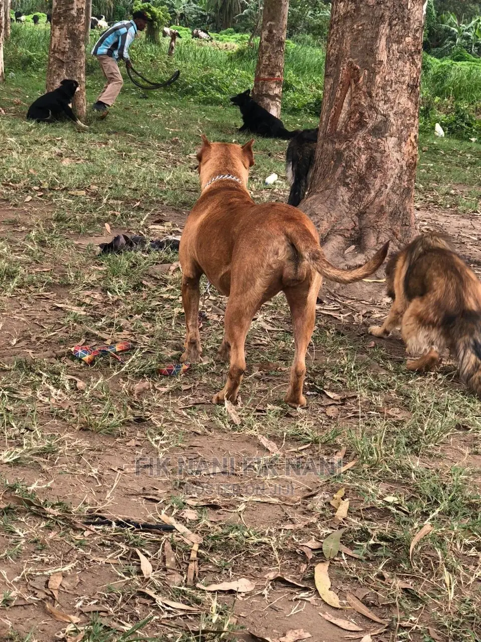 Dog Trainer
