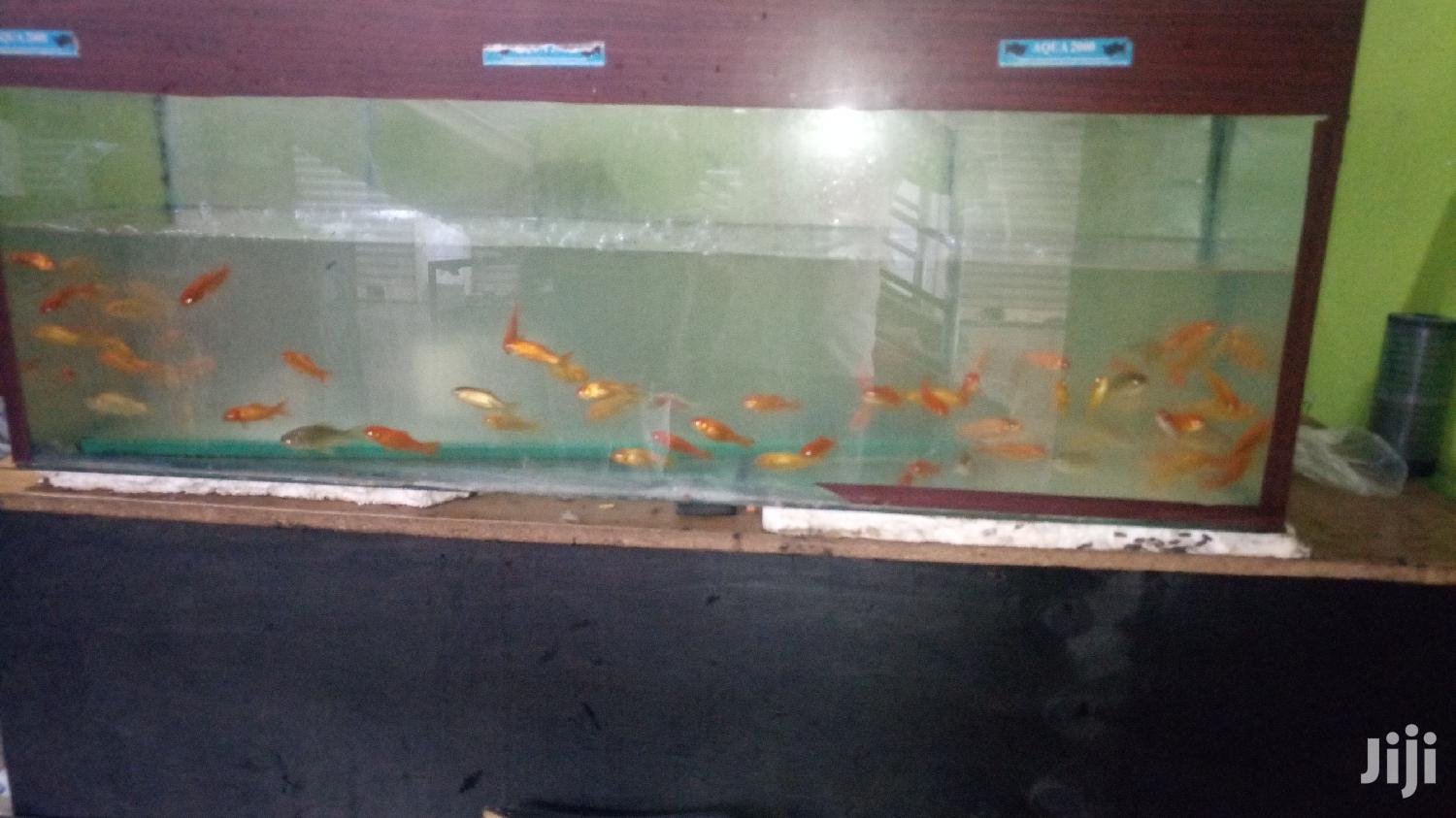 Fairly Priced Healthy Gold Fish