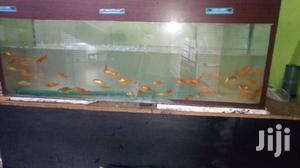Fairly Priced Healthy Gold Fish