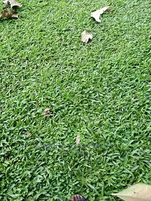 Natural Grass Carpet/Paspalum Grass All Types