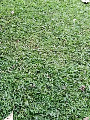 Natural Grass Lawn and Paspalum Grass Carpet