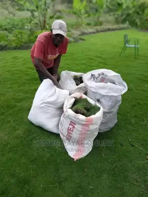 Paspalum Grass and Natural Grass Carpet Grasses